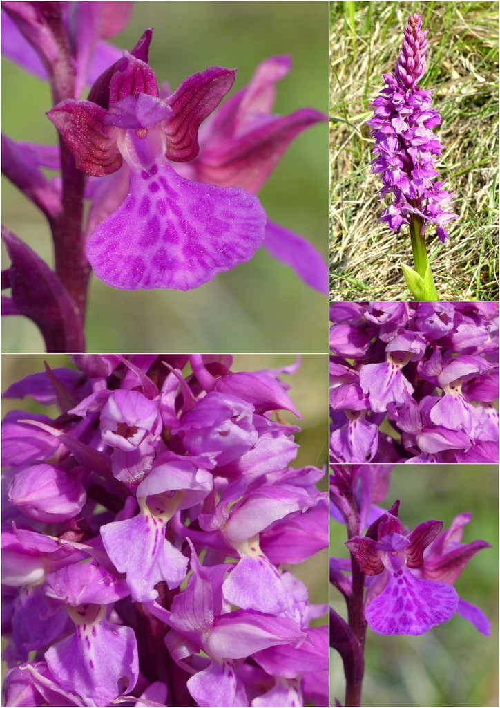 La Valle delle orchidee, Sassano e Monte San Giacomo 9 e 10 maggio 2015